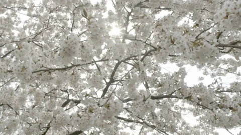 Swaying cherry blossoms 스톡 동영상 107942024