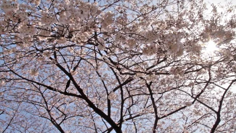 Swaying Cherry Blossoms in Full Bloom Video stock 327586820