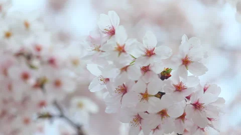 Swaying Cherry Blossoms in Full Bloom Vídeo Stock 332499772