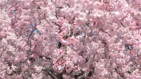 Swaying Cherry Blossoms in the Spring Breeze Video stock 327487295