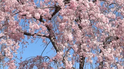 Swaying Cherry Blossoms in the Spring Breeze Video stock 327487310