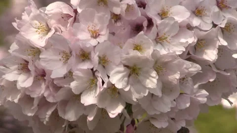 Swaying Cherry Blossoms in the Spring Breeze Stock Footage 327494194