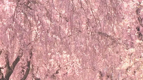 Swaying Cherry Blossoms in the Wind 스톡 동영상 327439015