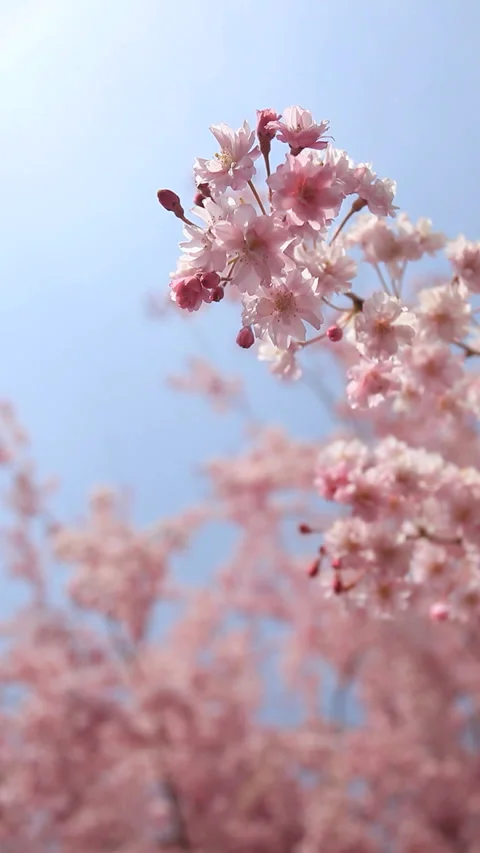 Swaying Cherry Blossoms in the Wind Stock-Footage 330187383