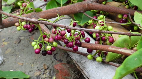 Swaying a cluster of Java plum fruits on the tree. Stock Footage 310606404