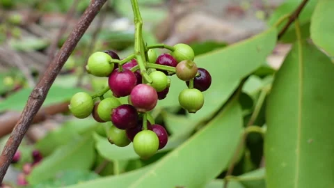 Swaying a cluster of Java plum fruits on the tree. Stock Footage 310606429