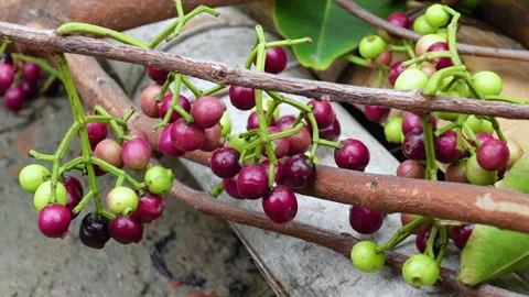Swaying a cluster of Java plum fruits on the tree. Stock Footage 310606447