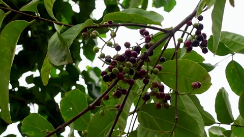Swaying a cluster of Java plum fruits on the tree. Stock Footage 310606454