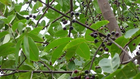 Swaying a cluster of Java plum fruits on the tree. Stock Footage 310606498