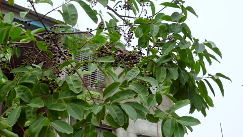 Swaying a cluster of Java plum fruits on the tree. Stock Footage 310606562