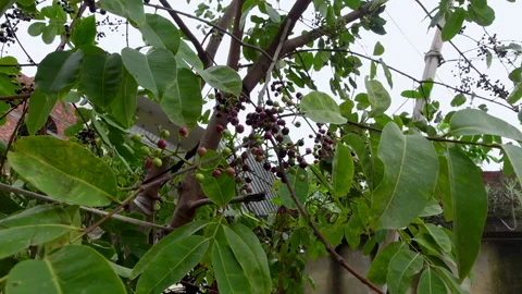 Swaying a cluster of Java plum fruits on the tree. Stock Footage 310606565