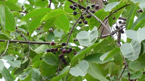 Swaying a cluster of Java plum fruits on the tree. Stock Footage 310606569