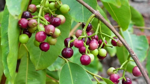 Swaying a cluster of Java plum fruits on the tree. Stock Footage 310606886
