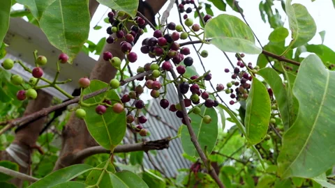 Swaying a cluster of Java plum fruits on the tree. Stock Footage 310606905