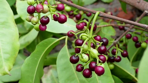 Swaying a cluster of Java plum fruits on the tree. Stock Footage 310607202