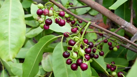 Swaying a cluster of Java plum fruits on the tree. Stock Footage 310607224