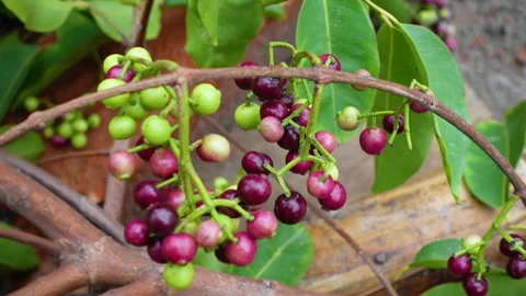 Swaying a cluster of Java plum fruits on the tree. Stock Footage 310609589