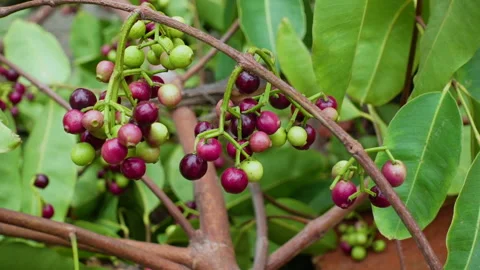 Swaying a cluster of Java plum fruits on the tree. Stock Footage 310609642