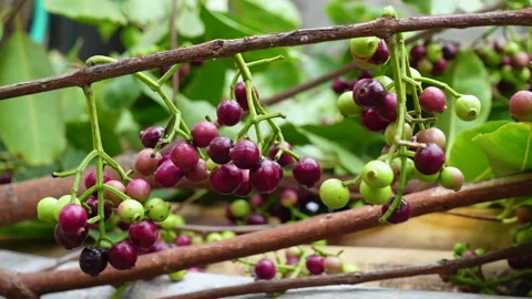 Swaying a cluster of Java plum fruits on the tree. Stock Footage 310609650