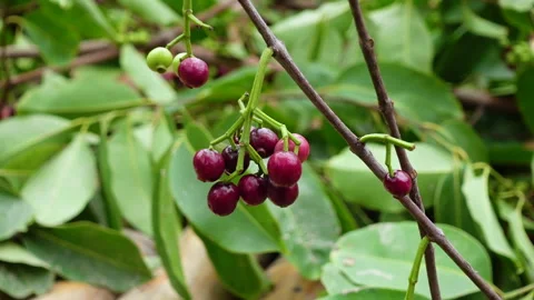 Swaying a cluster of Java plum fruits on the tree. Stock Footage 310609678