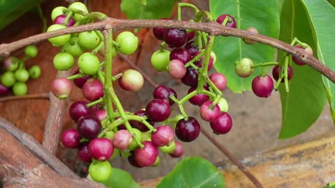 Swaying a cluster of Java plum fruits on the tree. Stock Footage 310609921