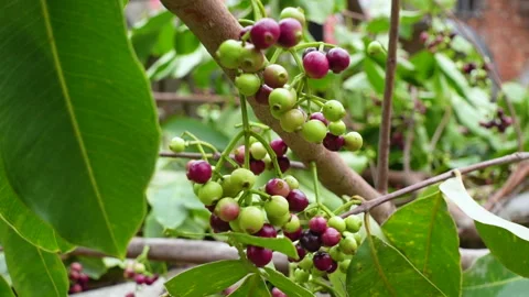 Swaying a cluster of Java plum fruits on the tree. Stock Footage 310609927