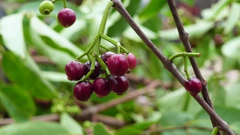 Swaying a cluster of Java plum fruits on the tree. Stock Footage 310610050