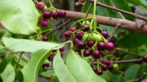 Swaying a cluster of Java plum fruits on the tree. Stock Footage 310610137