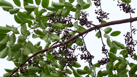 Swaying a cluster of Java plum fruits on the tree. Stock Footage 310610327