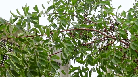 Swaying a cluster of Java plum fruits on the tree. Stock Footage 310610328