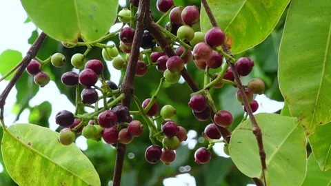 Swaying a cluster of Java plum fruits on the tree. Stock Footage 310610461