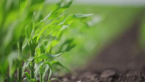 Swaying corn sprouts, fresh, green, growing in harmony. Stock Footage 307620229