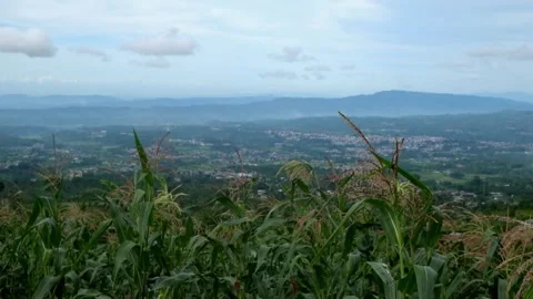 Swaying corn trees with a hilly view in the background Video stock 299391925