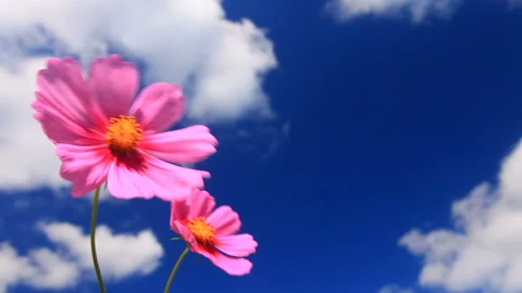 Swaying Cosmos Pair Vídeo Stock 330373422