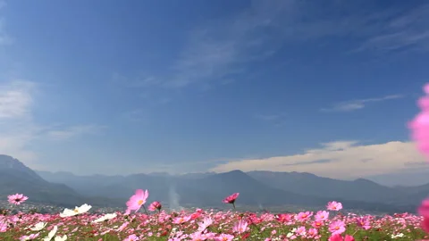 Swaying Cosmos in the Wind 스톡 동영상 330270652