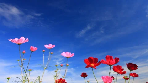 Swaying Cosmos in the Wind 스톡 동영상 330373459