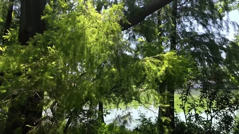 Swaying Cypress Tree in Wind 4K Nature Video Stock Footage 317098192