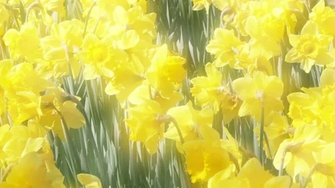 Swaying daffodil flowers Stock Footage 74260091