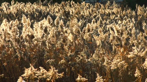 Swaying Field (1 of 4) Stock-Footage 563248