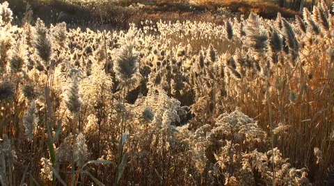 Swaying Field (2 of 4) Stock Footage 563209