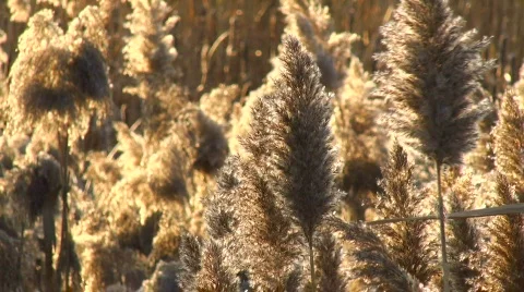 Swaying Field (3 of 4) Stock Footage 563167