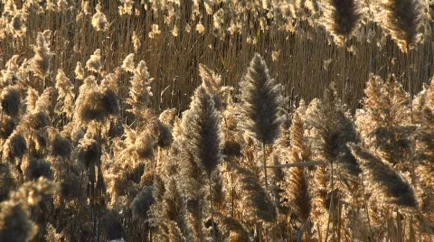Swaying Field (4 of 4) Stock Footage 563148