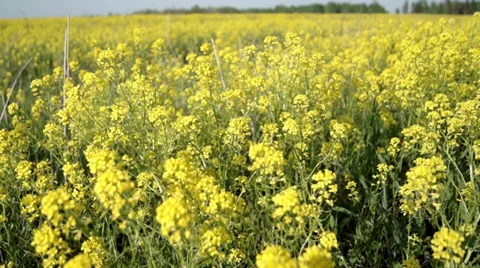 Swaying in the field of buckwheat Stock-Footage 38706265