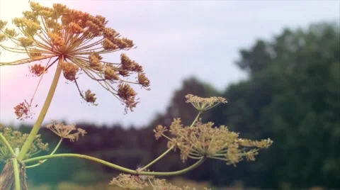 The swaying of a flower in the wind and insects. Summer. Macro shooting. Stockbeeldmateriaal 50087133