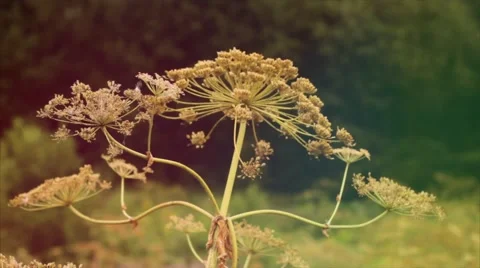 The swaying of a flower in the wind and insects. Summer. Macro shooting. Vidéo 50087315