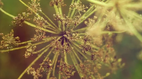 The swaying of a flower in the wind and insects. Summer. Macro shooting. Video stock 50087627