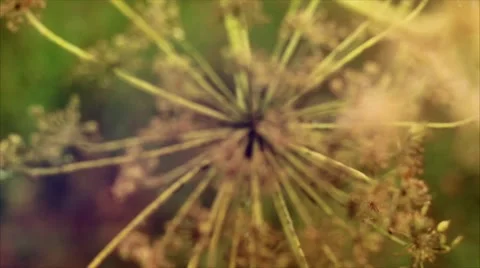 The swaying of a flower in the wind and insects. Summer. Macro shooting. Vídeo Stock 50087715