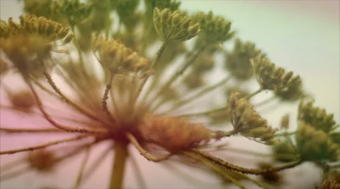 The swaying of a flower in the wind and insects. Summer. Macro shooting. Video stock 50090253