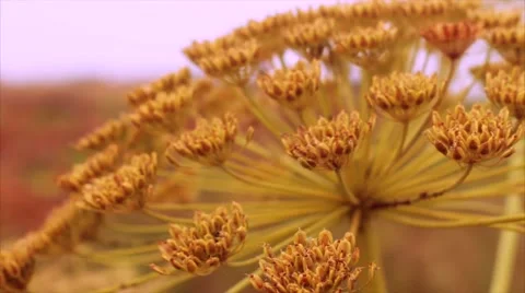 The swaying of a flower in the wind and insects. Summer. Macro shooting. Video stock 50091593