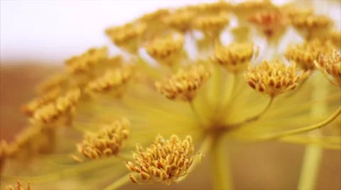 The swaying of a flower in the wind and insects. Summer. Macro shooting. Video stock 50091796